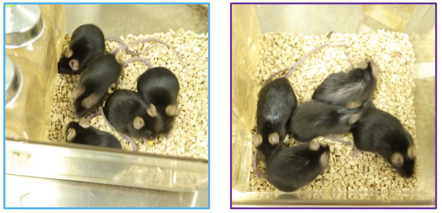 Two cages of aged mice photographed after three months of treatment: the treated group is visibly more active with fuller fur