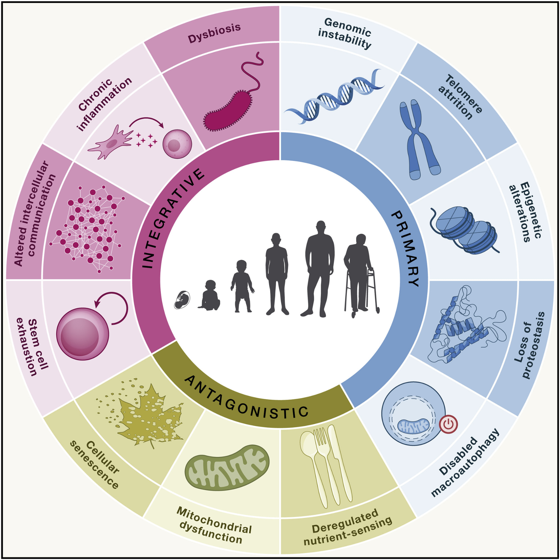Diagram of the hallmarks of aging, with mitochondrial dysfunction among the antagonistic hallmarks
